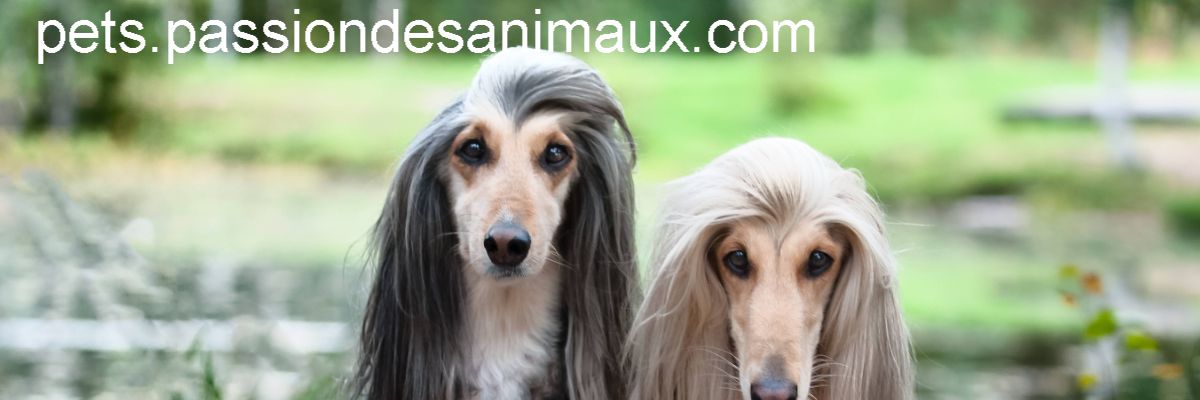 pets.passiondesanimaux.com